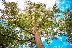 Best Organic Lawn Care Solutions  in Bartonsville, MD