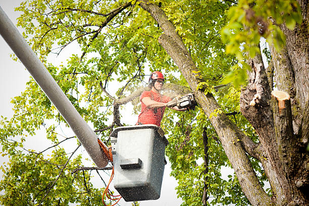 Best Leaf Removal  in Bartonsville, MD