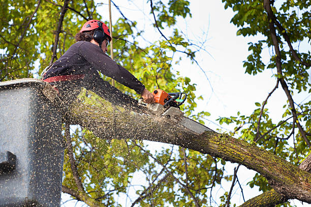 Best Fruit Tree Pruning  in Bartonsville, MD