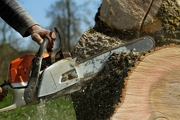 Best Tree Cabling and Bracing  in Bartonsville, MD