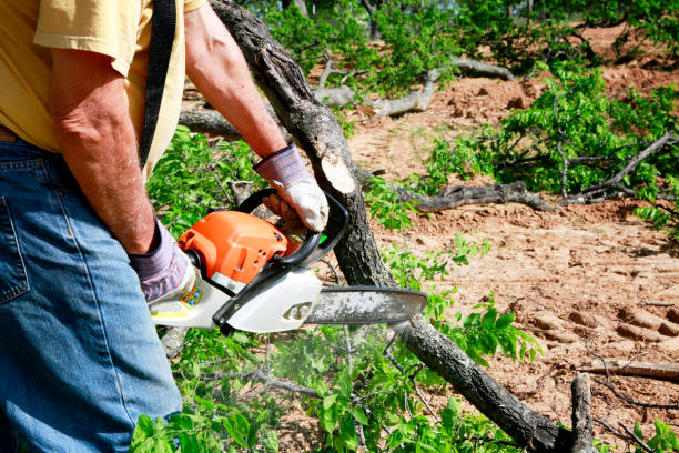 Best Firewood Processing and Delivery  in Bartonsville, MD